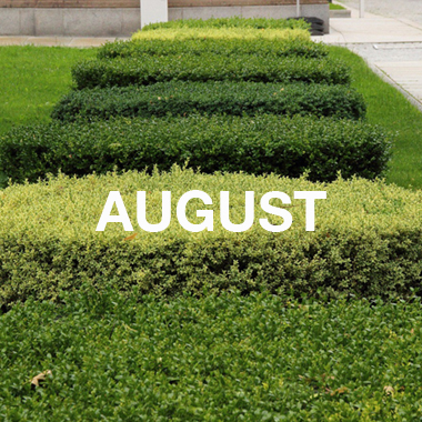 DER AUGUST