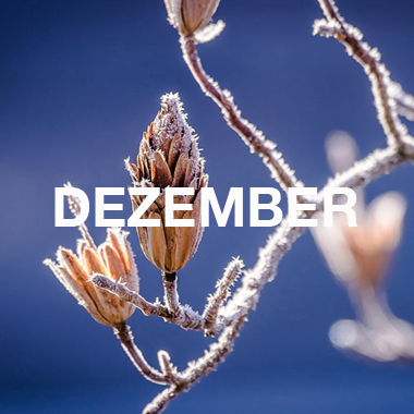 DER DEZEMBER