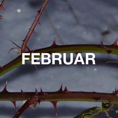 DER FEBRUAR