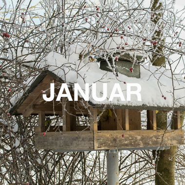 DER JANUAR