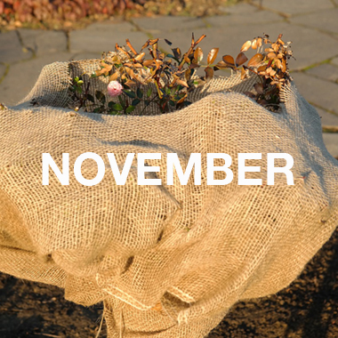 DER NOVEMBER