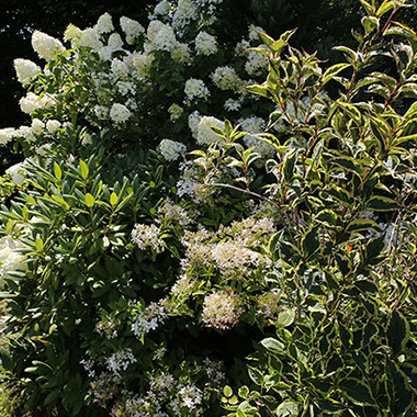 Physocarpus opulifolius ‘Diablo’