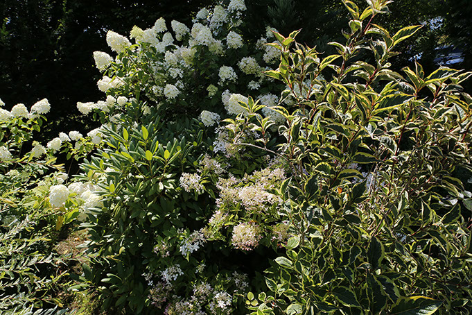 Physocarpus opulifolius ‘Diablo’