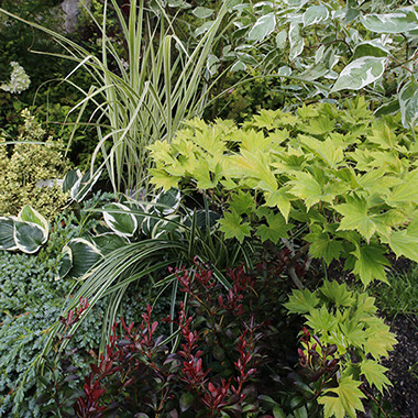 Cornus alba ‘Elegantissima’, Buxus semp. ‘Elegantissima’, Berberis thunbergii ‘Atropurpurea’, Acer palm. ‘Aureum’, Miscanthus sin. ‘Variegatus’,