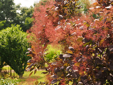 Rotes Laub, schwarzes Laub, Garten-Trends, Garten-Ideen