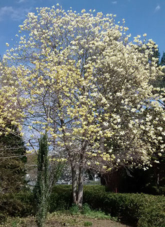 Physocarpus opulifolius ‘Diablo’